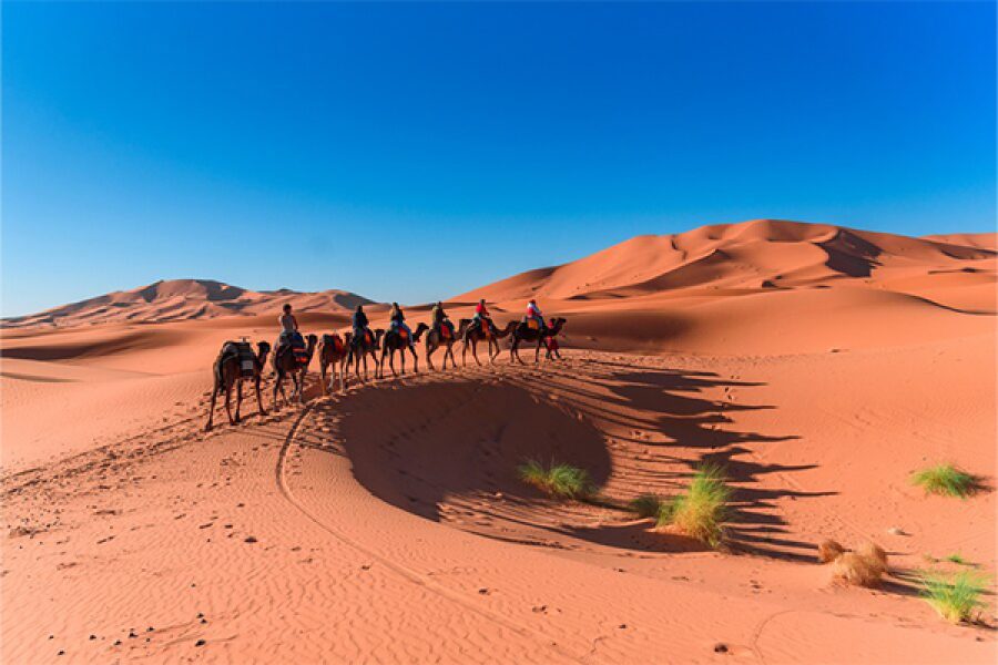 caravan-walking-zagora sahara-desert-morocco